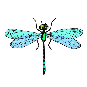 Vector dragonfly illustration, hand drawn colorful sketch