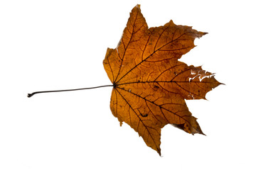 Autumn leaf isolated on the white background