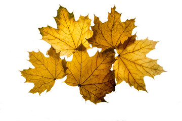 Autumn leaf isolated on the white background