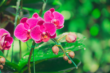 Beautiful blooming orchids in forest