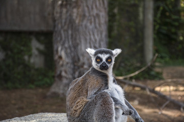 Naklejka na ściany i meble Lemur with yellow eyes looks at the camera