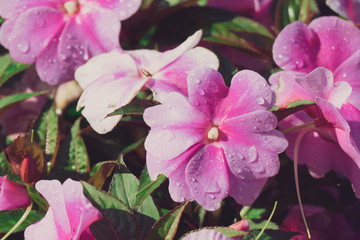 Fototapeta na wymiar Peony petals with dew drops
