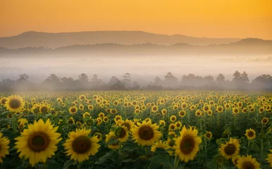 Papier Peint Lavable Tournesol Sunflower field with sunset time