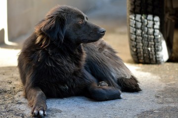 Stray dog in Baku, capital of Azerbaijan