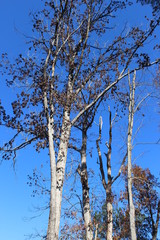 trees in late fall