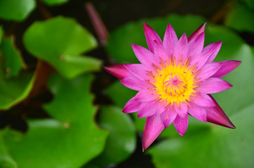 lotus flowers nature garden blossom color pink