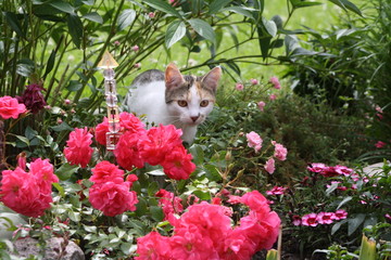 Katze, Blumenbeet, bunt
