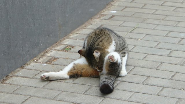Vargant tomcat licking his balls. Mature tomcat grooming his fur outside