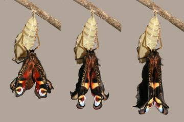 Emerging and metamorphosis of beautiful peacock butterfly, wings drying