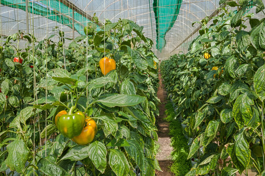 Cultivation  bell peppers in a commercial greenhouse ; Located Chiang Mai Province , Thailand