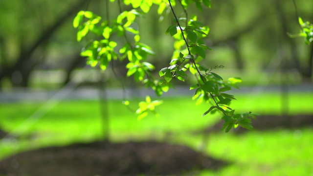 A branch with leaves on a green background