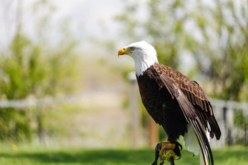 Bald Eagle perched