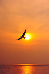Fototapeta na wymiar Seagull on the sky