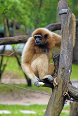 Obraz premium White gibbon in the zoo