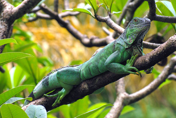 Lizard, green chameleon on the tree