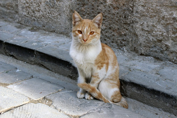 yellow innocent cat