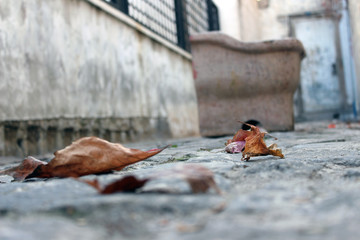fallen leaves in the streets gaziantep