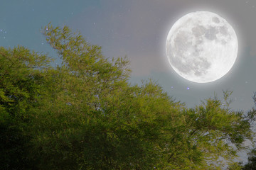 Full moon over bamboo.