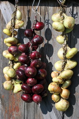 Onions crop on drying