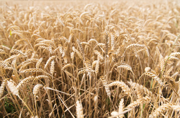 field of ripening wheat ears or rye spikes