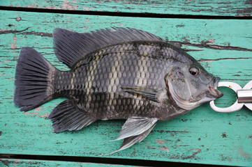 Baited climbing purch fish