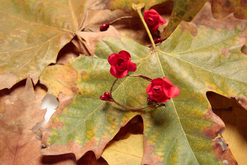 red flowers on autumn leaves
