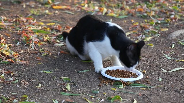 Homeless black and white cat eating cat food