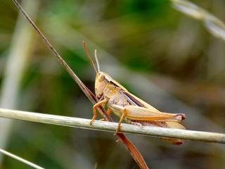 Grasshopper on straw