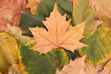 Plakat colorful autumn maple leaves