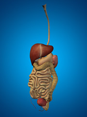 Conceptual anatomical human or man 3D digestive system