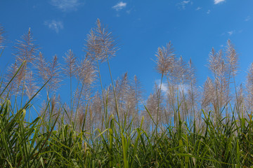 Sugar cane flower Sunrise,Beauty blue sky and clouds in daytime in Thailand