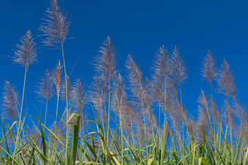 Sugar cane flower Sunrise,Beauty blue sky and clouds in daytime in Thailand