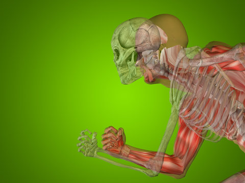Conceptual Anatomy human body on green