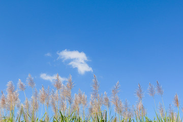 Sugar cane flower Sunrise,Beauty blue sky and clouds in daytime in Thailand