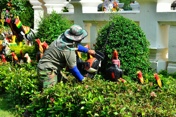 Gardener trimming hedge in the tree