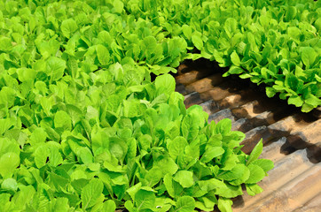 Green plant with small leaves