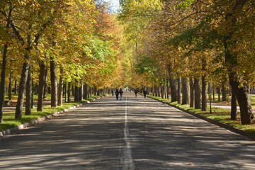 Fototapeta na wymiar colores de otoño en un paseo de Burgos