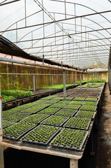 Fototapeta premium Green plant with small leaves