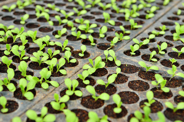 Green plant with small leaves