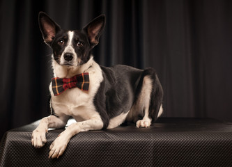 Studio portrait of black and white dog