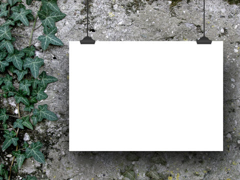 One hanged horizontal paper sheet frame with clips on grey concrete wall background with ivy nearby