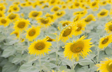 sun flower field