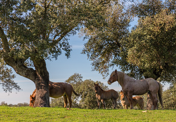 Group of horses grazing in a pasture.