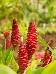 Shampoo Ginger plant growing in plantation in Kauai