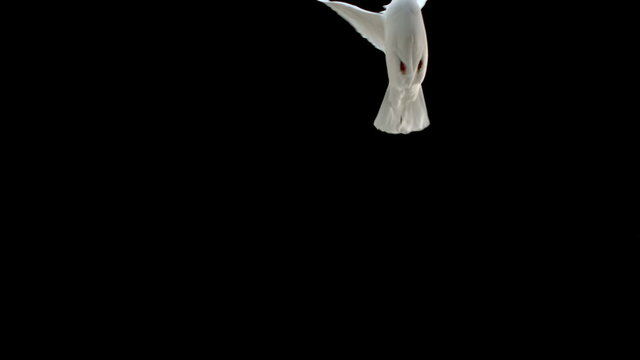 Dove flying on black background