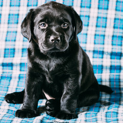 Beautiful Black Labrador Puppy Dog