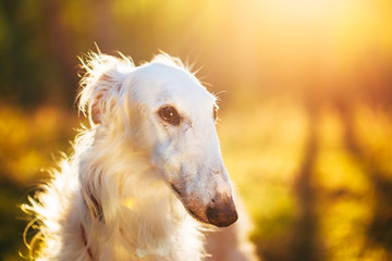 Fototapeta premium White Russian Hunting Dog, Sighthound, Russkaya Psovaya Borzaya,