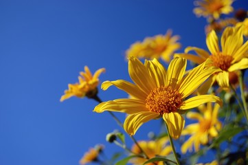 Yellow Mexican Sunflower blooming in front of clear blue sky.
