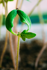 Green Sprout Growing From Soil. Spring Concept Of Gardening