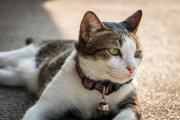 Close up young cat sleep on indoor.